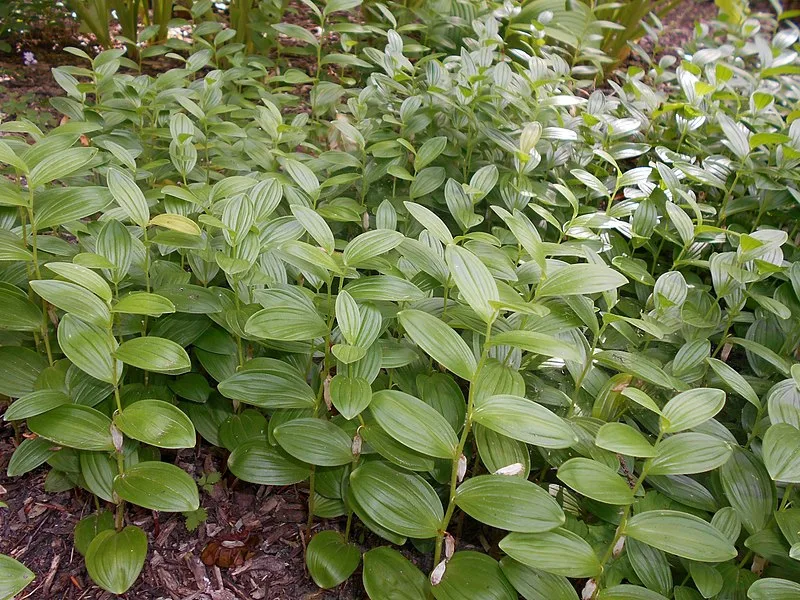 Polygonatum humile