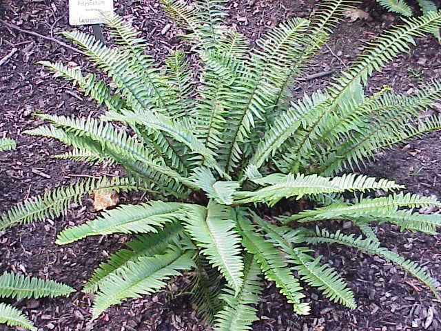 Western Sword Fern — Polystichum munitum
