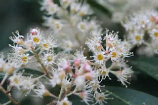 Prunus caroliniana