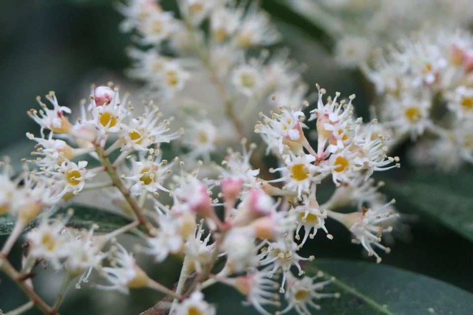 Prunus caroliniana