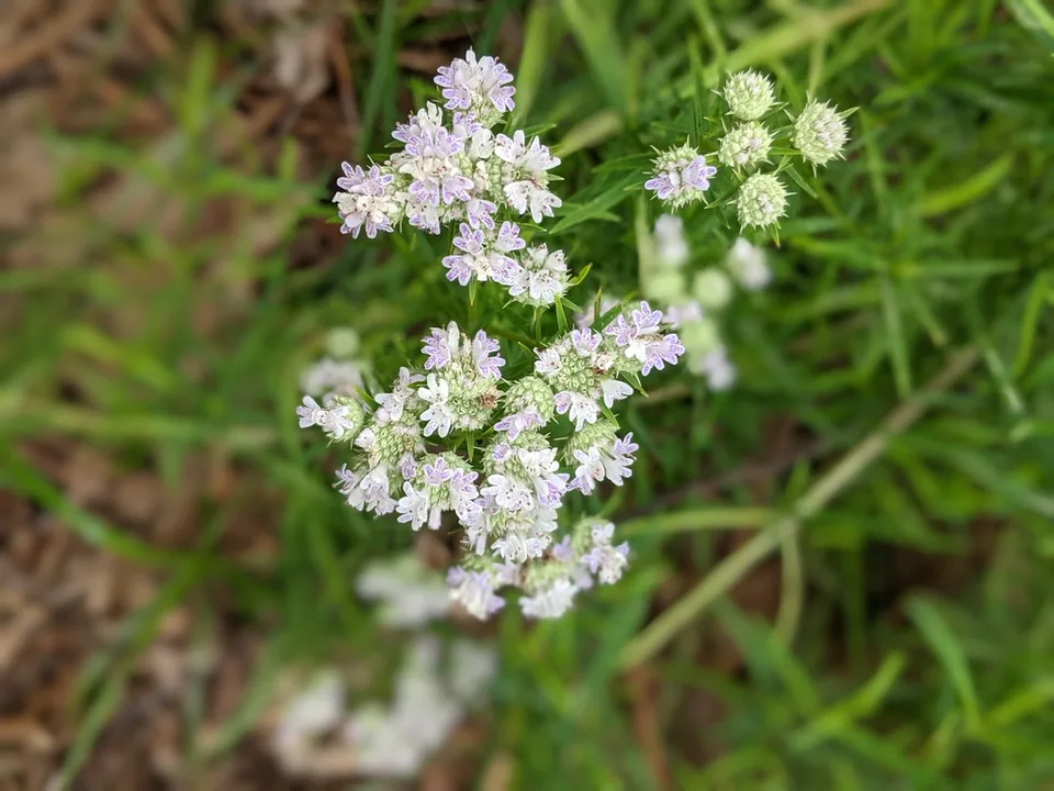 Flowers Buds June 2021 Cabarrus