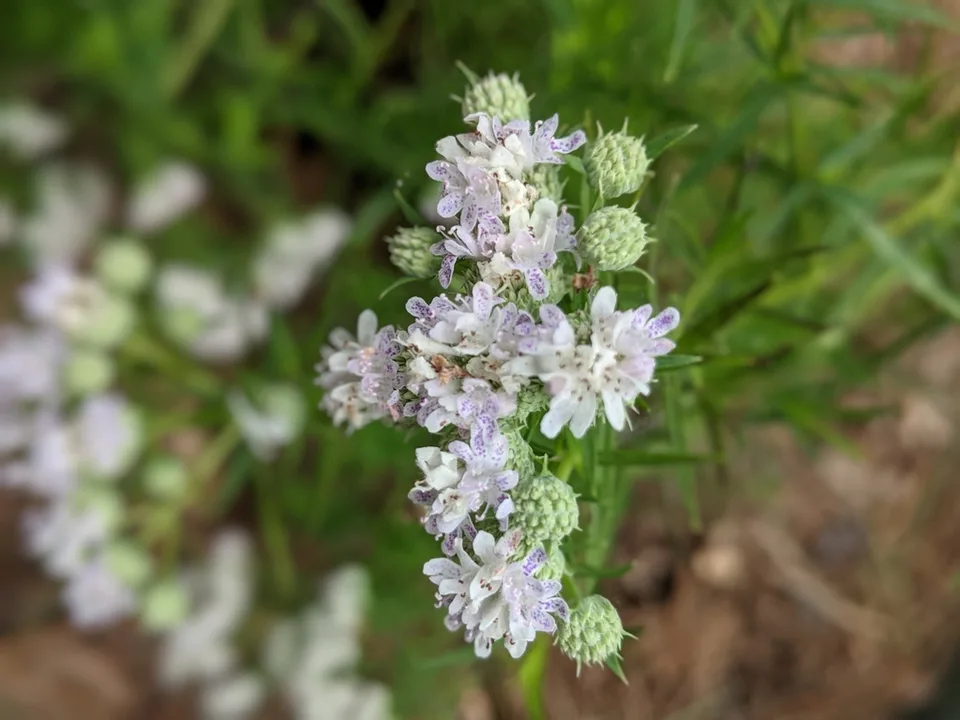 Flowers June 2021 Cabarrus