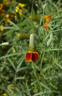 daisy-like flower with reddish "petals" and an elongate "eye"