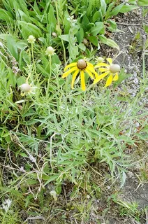 pinnate foliage and heads with yellow disk flowers.