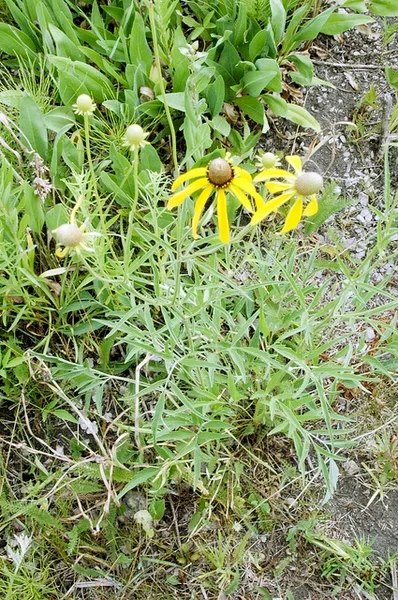 pinnate foliage and heads with yellow disk flowers.