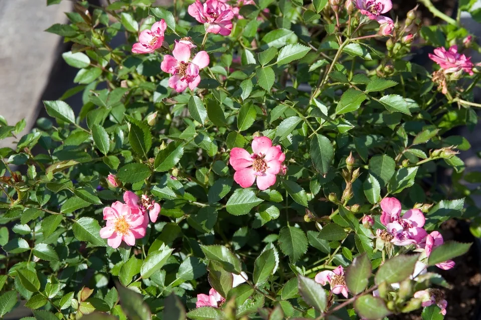 Flowers and leaves