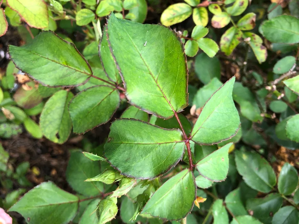 Leaf