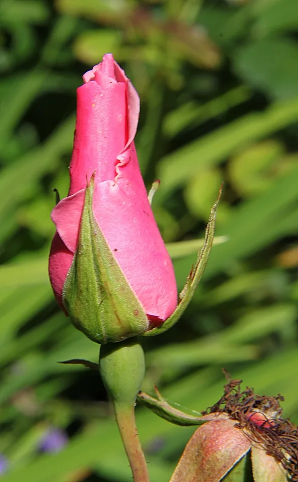 Pink flower bud