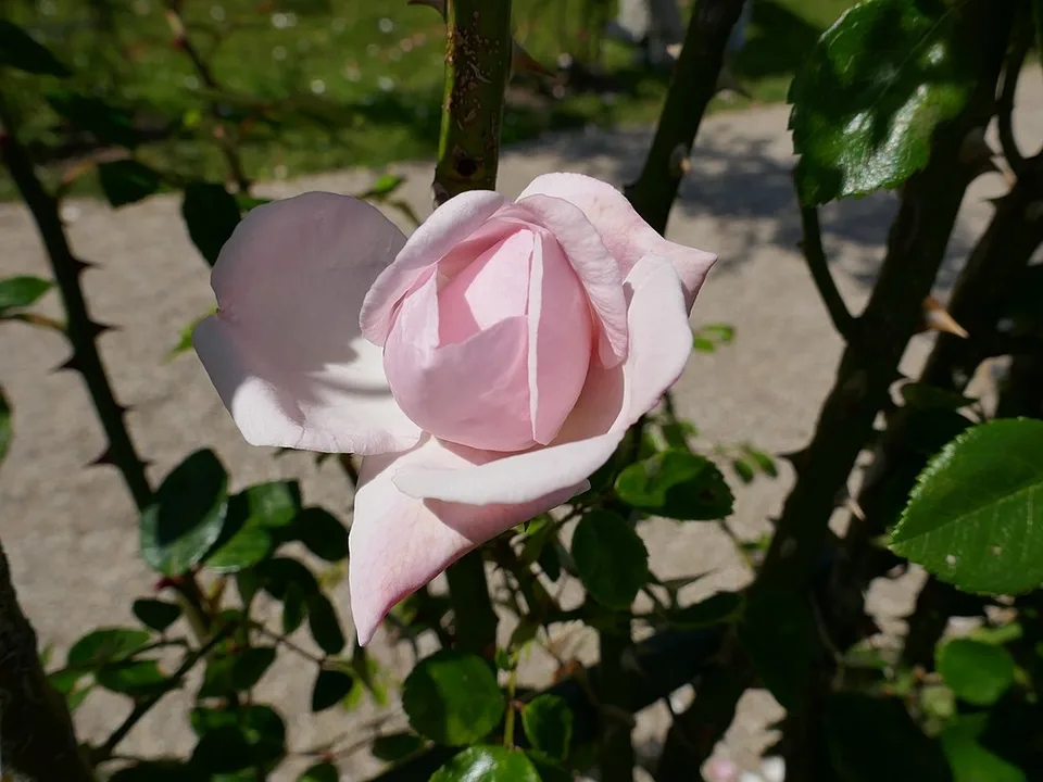 Pink rose.
