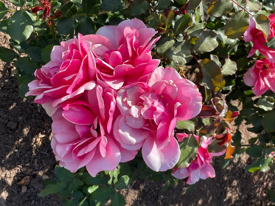 Flowers - Late Spring in Santabarbara, CA