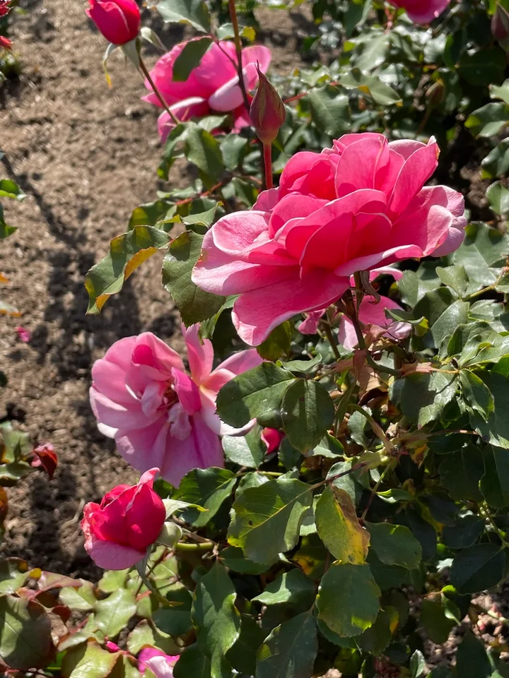 Flowers - Late Spring in Santabarbara, CA