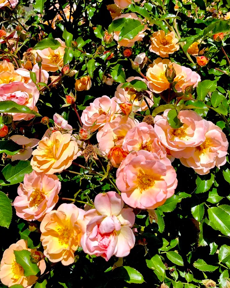 Flower and buds