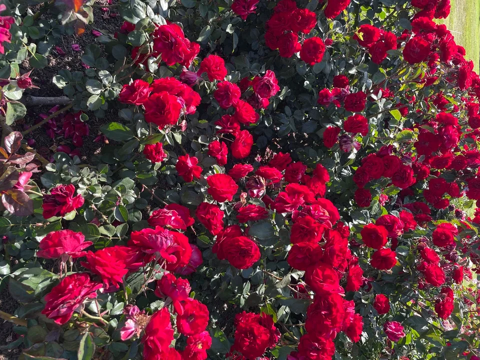 Clusters of open flowers