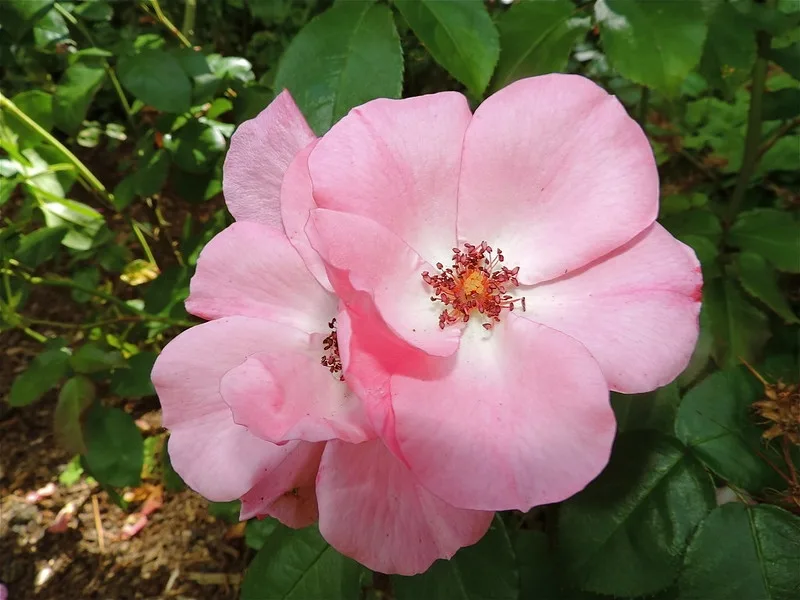 Pale pink single-flowered rose among its leaves.