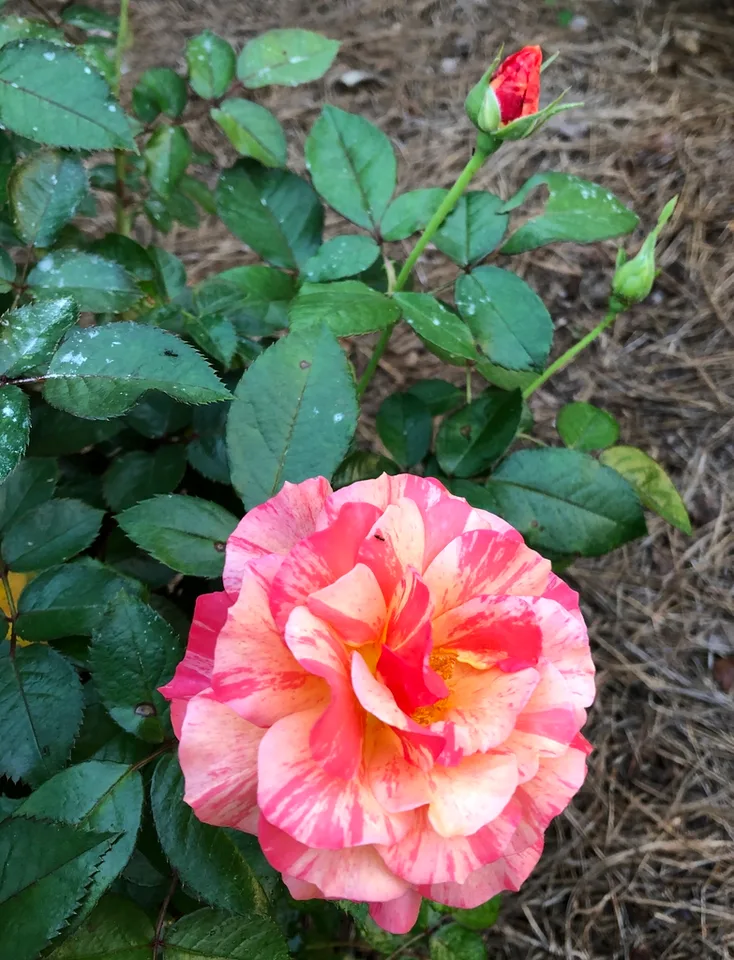Flower and bud