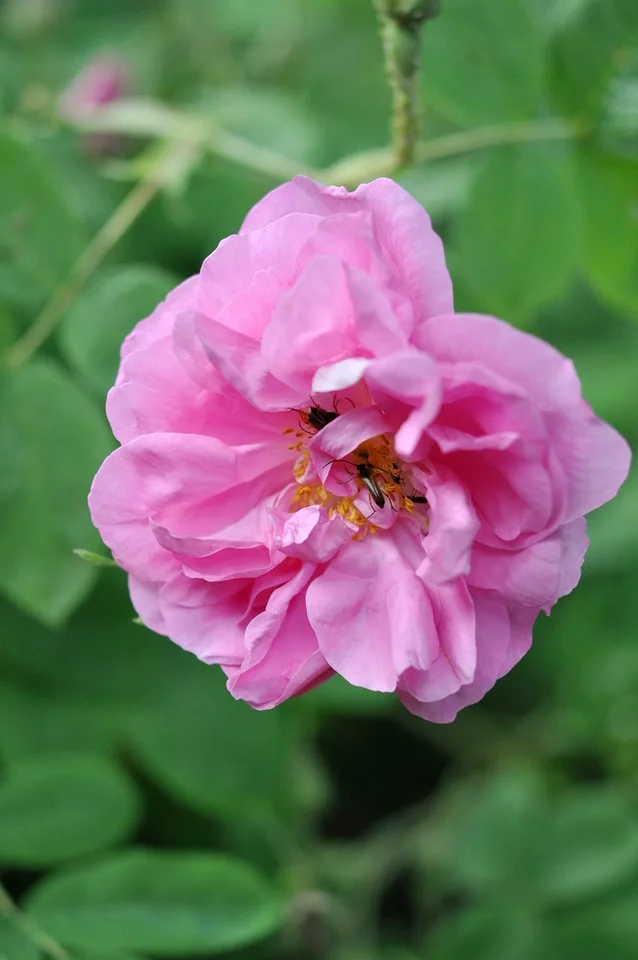 Flower detail