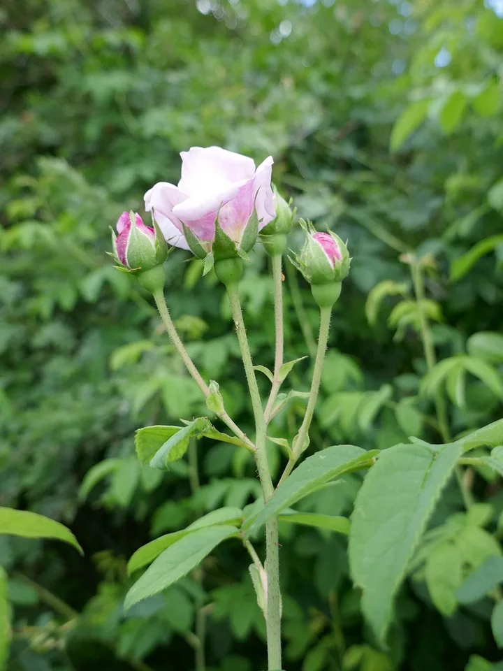 Side view of flower, stem, leaves