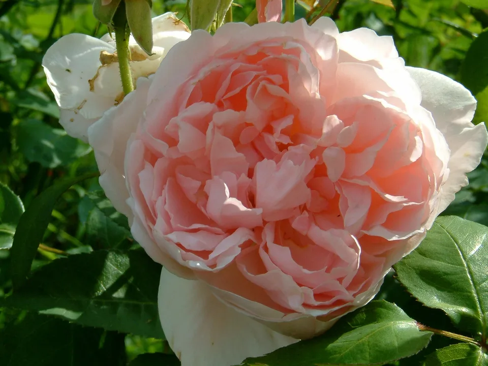 Rosa 'Katherine Morley'