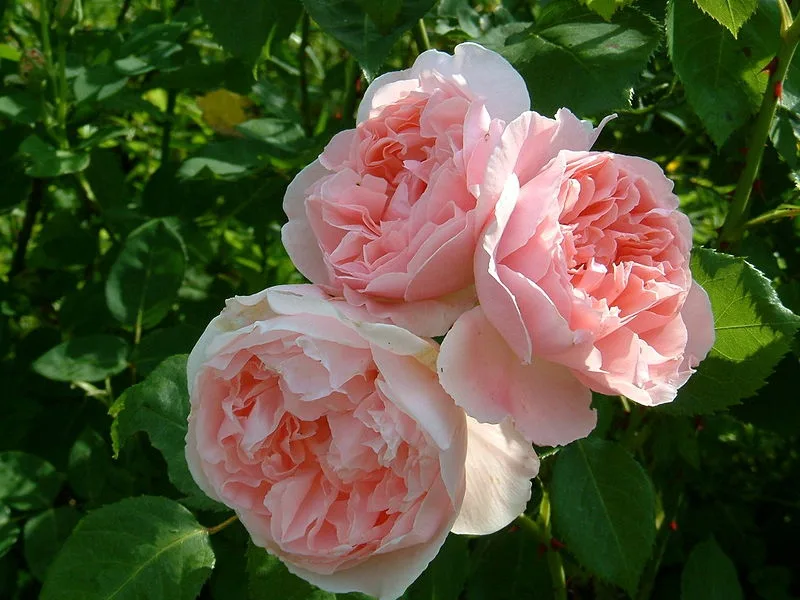 Rosa 'Katherine Morley'