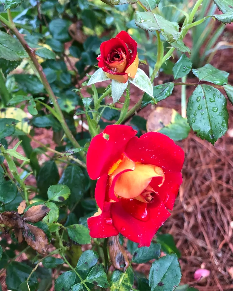 Flower and bud