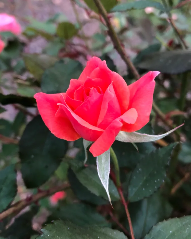 Coral 'Radral' Flower
