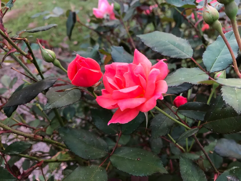 Coral 'Radral' Flower and bud