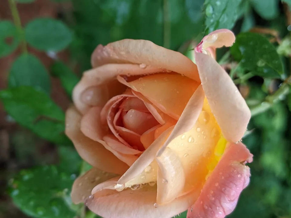 Lady of Shalott bloom