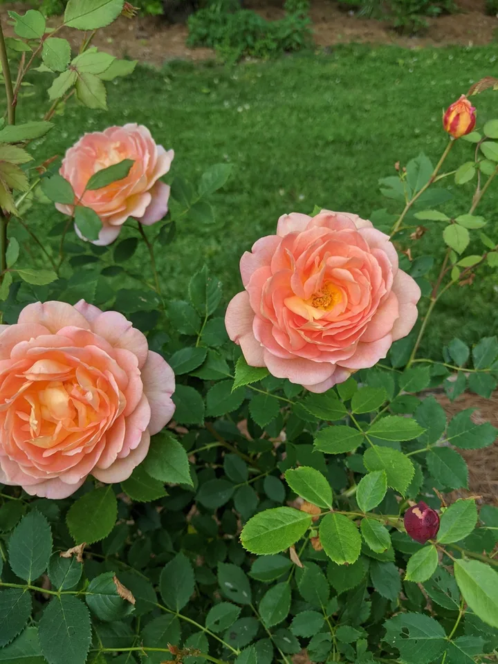 Lady of Shalott blooms and form