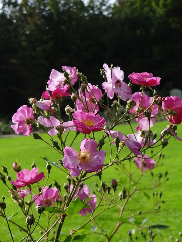 A spray of pink roses. Many flowers.
