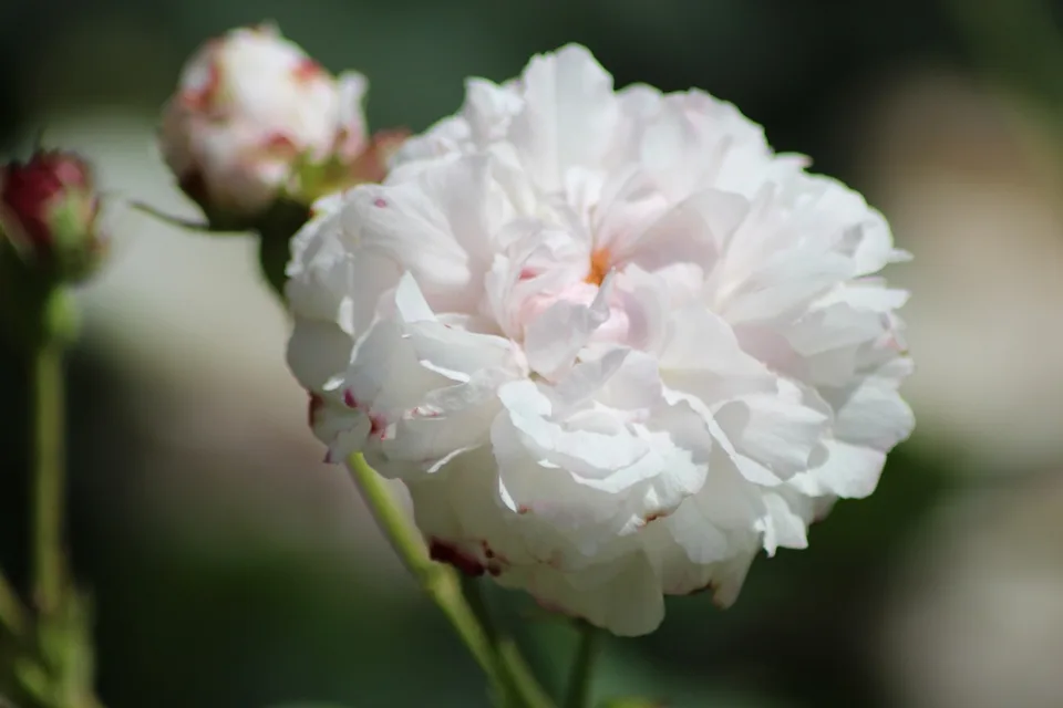 Flower detail