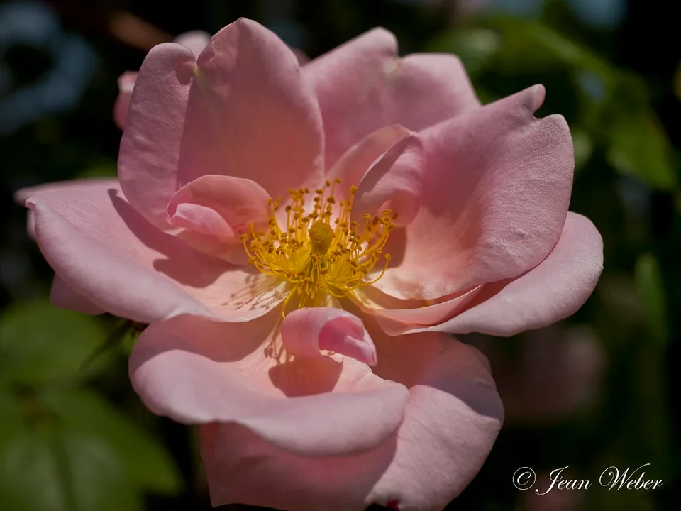 Rosa 'Mary Wallace'