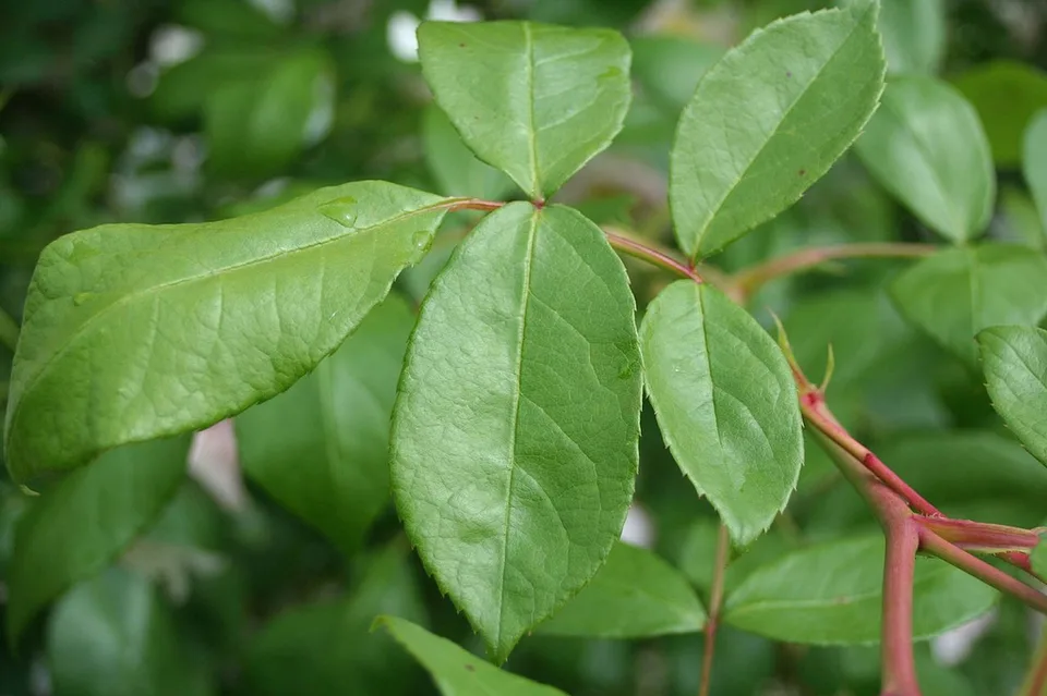 Leaves and stem