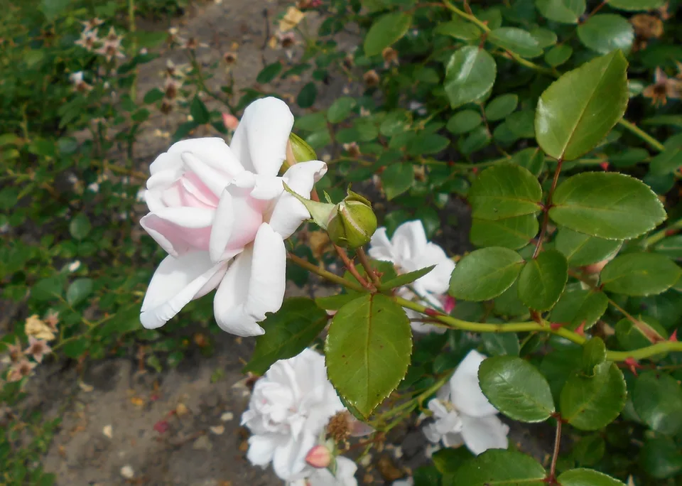 Leaves and side of flower