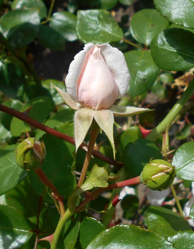 Flower bud