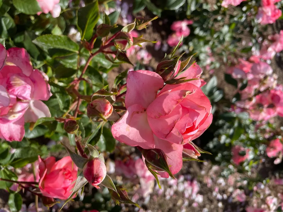 Flower single