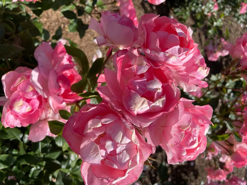 Cluster of open flowers
