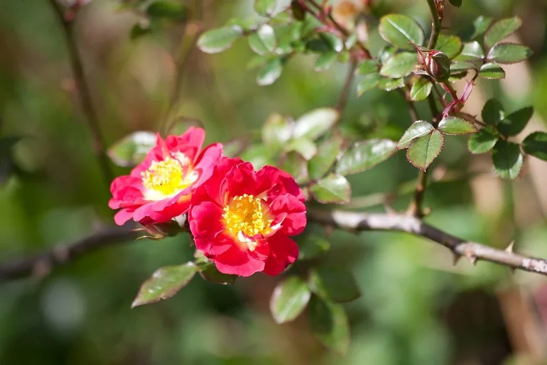 Two semidouble red roses from leavy branches.