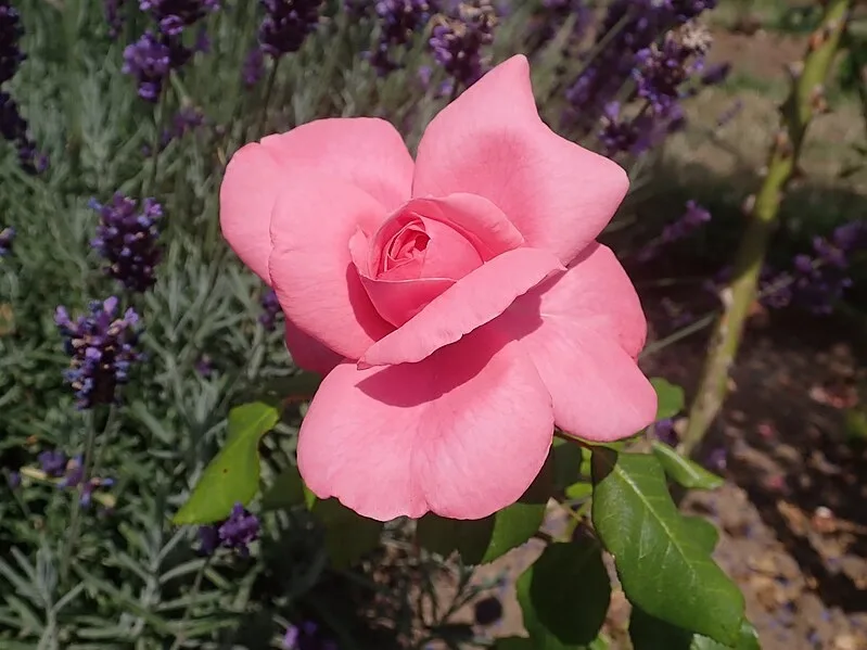 Rosa 'Rhonda'