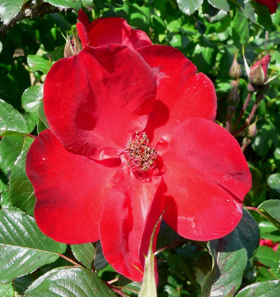 Flower detail