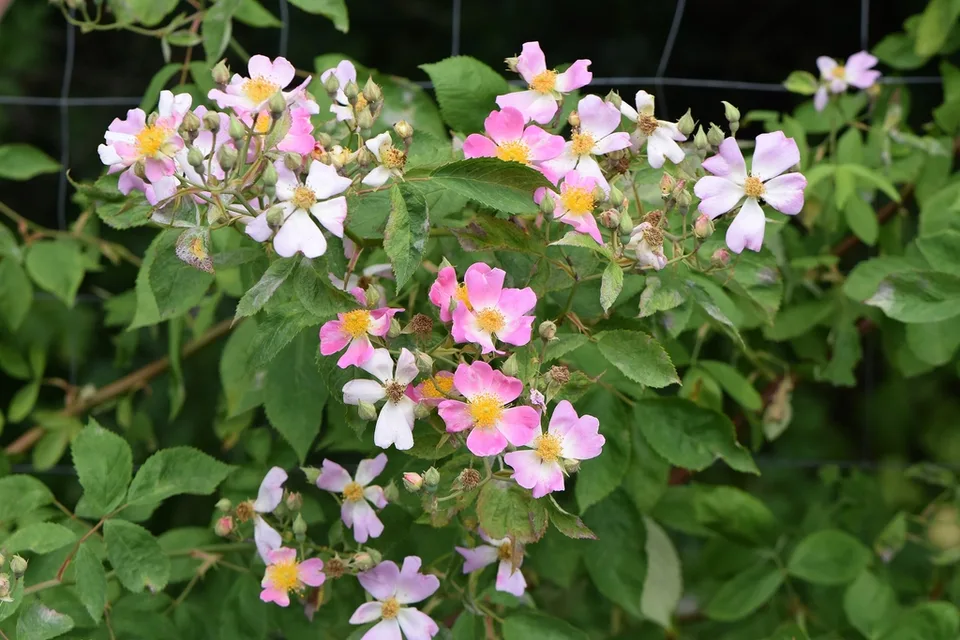 Pink flowers and green compound leaves