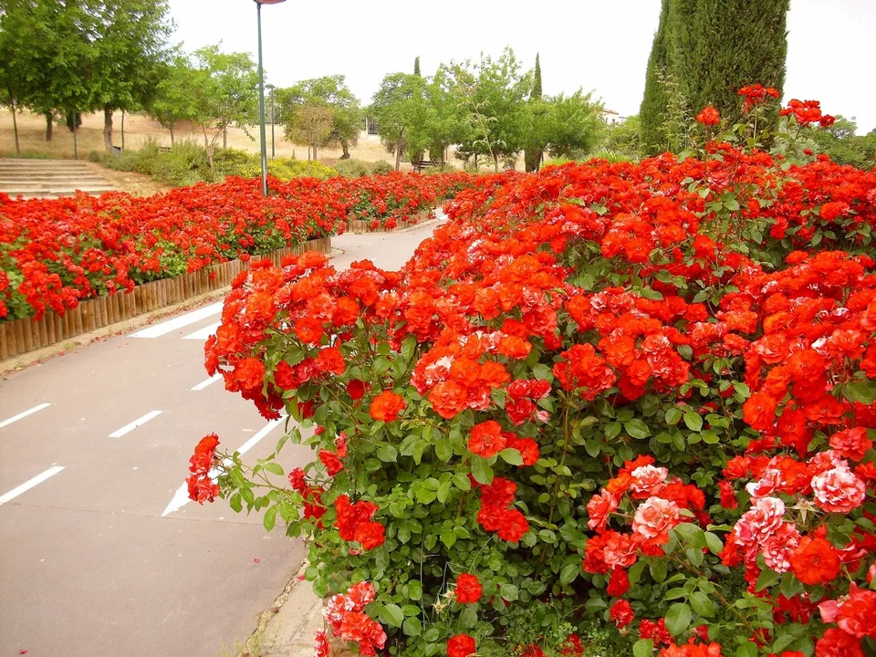 Shrubs with double red flowers