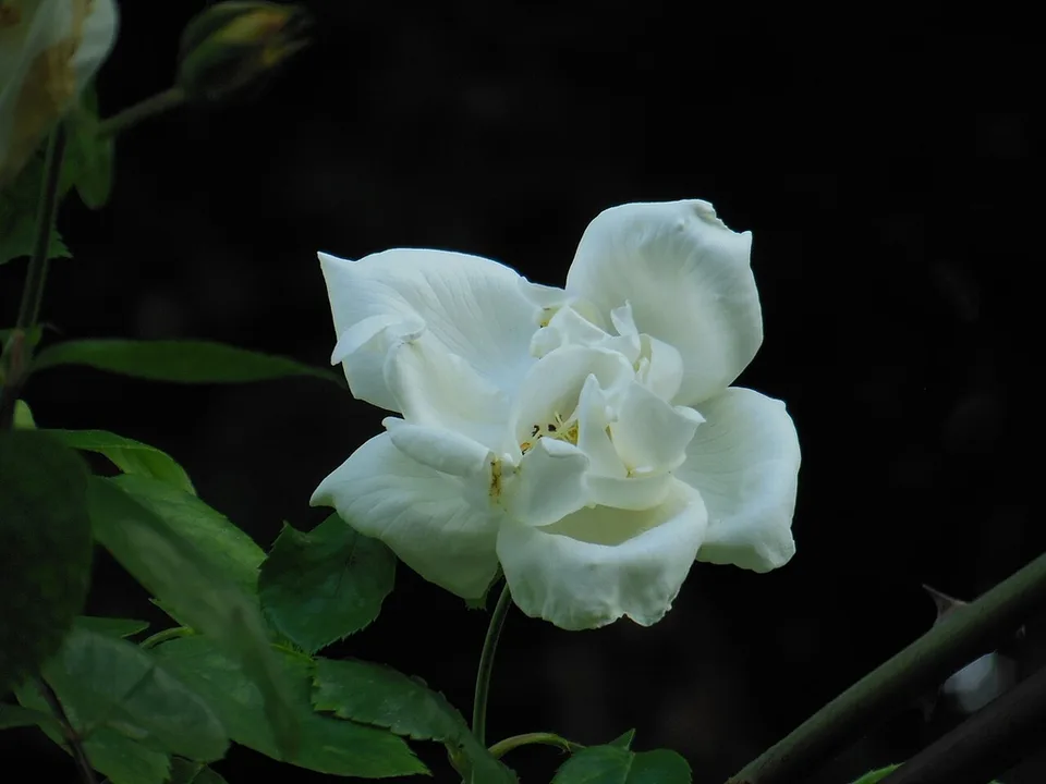 Rose flower with white petals in May in Rome, Italy