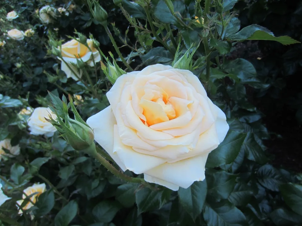 Flower and buds