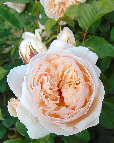 Rosa 'AUSleap' SWEET JULIET