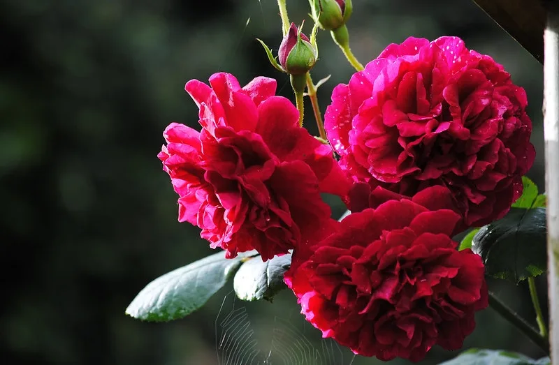 Cluster of dark red, fully double roses.