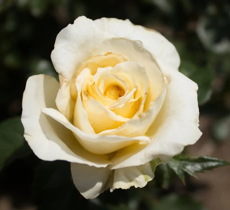 Flower detail