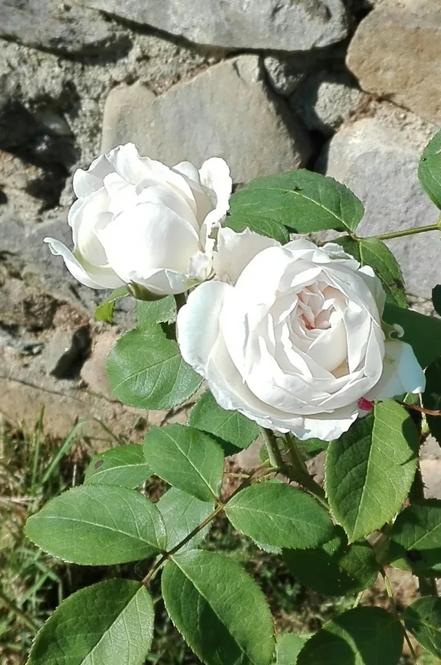 Rosa 'AUScat'