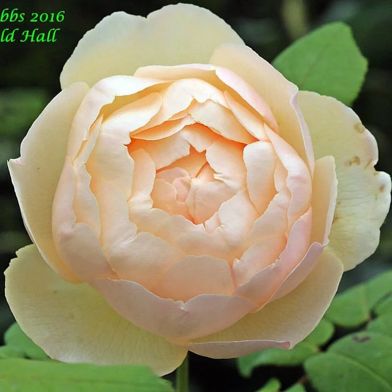 Pale peachy pink fully double rose.