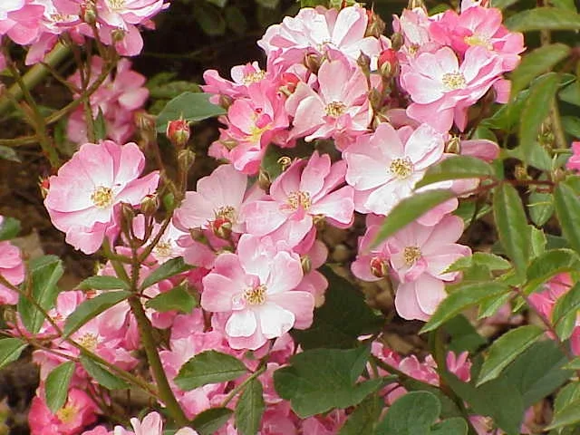 Flower cluster