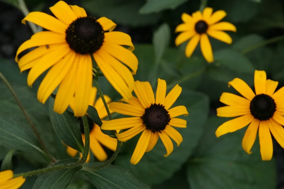 Close up of flower